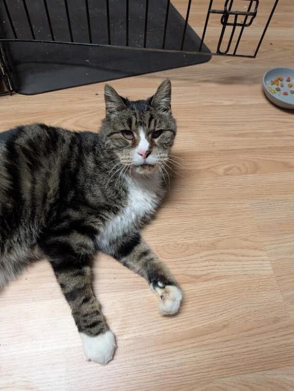 Picture of the Animal Listed